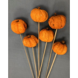 Patti Pumpkin Orange (6)